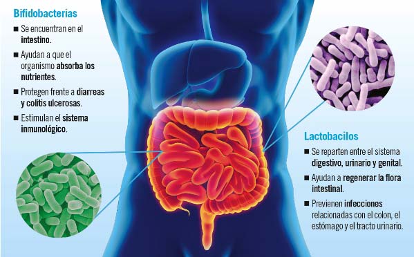 bacterias-beneficiosas-flora-intestinal